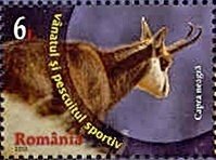 Chamois (Rupicapra rupicapra)