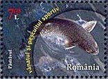 River Trout (Salmo trutta fario)