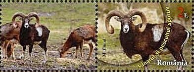 Mouflon (Ovis ammon musimon)