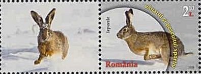European Hare (Lepus europaeus)