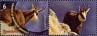 Chamois (Rupicapra rupicapra)