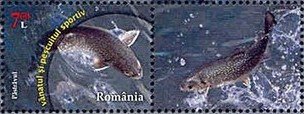 River Trout (Salmo trutta fario)