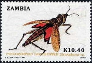 Pyromorphid Grasshopper (Dictyophorus sp.)