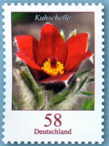 Pasque Flower - Kuhschelle