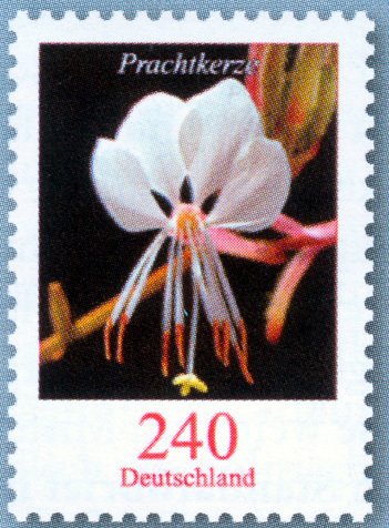 White Gaura - Prachtkerze