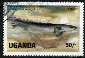 Stamp, Gray Bichir (Polypterus senegalus), Uganda,  , Animals (Fauna), Fishes