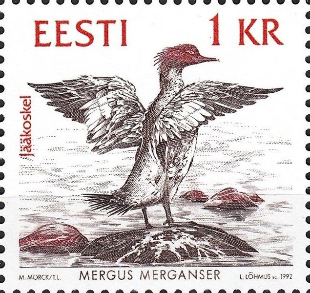 Common Merganser (Mergus merganser)