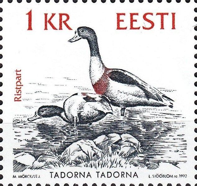 Shelduck (Tadorna tadorna)