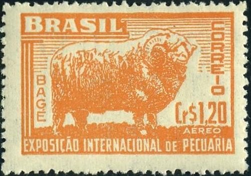 Merino Sheep