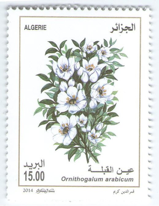 Ornithogalum arabicum