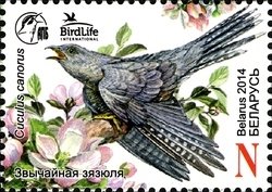 Common Cuckoo (Cuculus canorus)