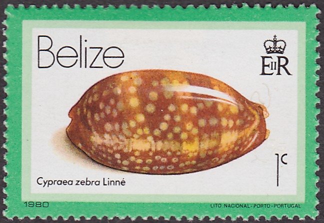 Measled Cowrie (Cypraea zebra)