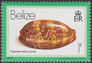 Stamp, Measled Cowrie (Cypraea zebra), Belize,  , Shells