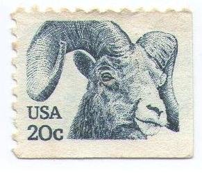 Bighorn Sheep (Ovis canadensis)