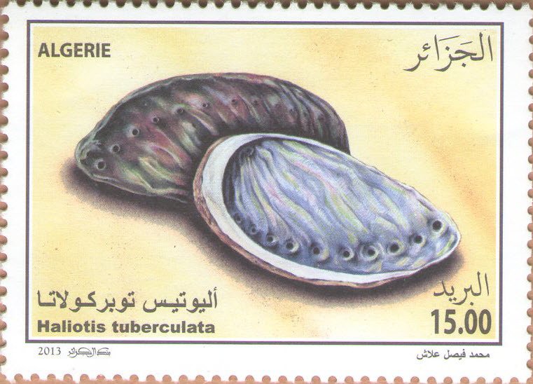 Green Ormer (Haliotis tuberculata)