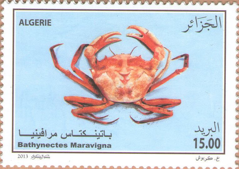 Crab (Bathynectes maravigna)