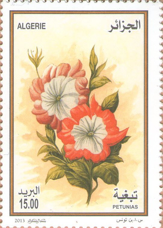 Petunias