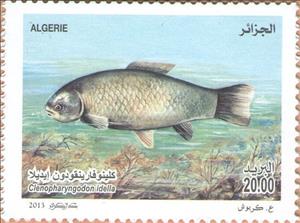 Stamp, Grass Carp (Ctenopharyngodon idella), Algeria,  , Fishery, Fishes