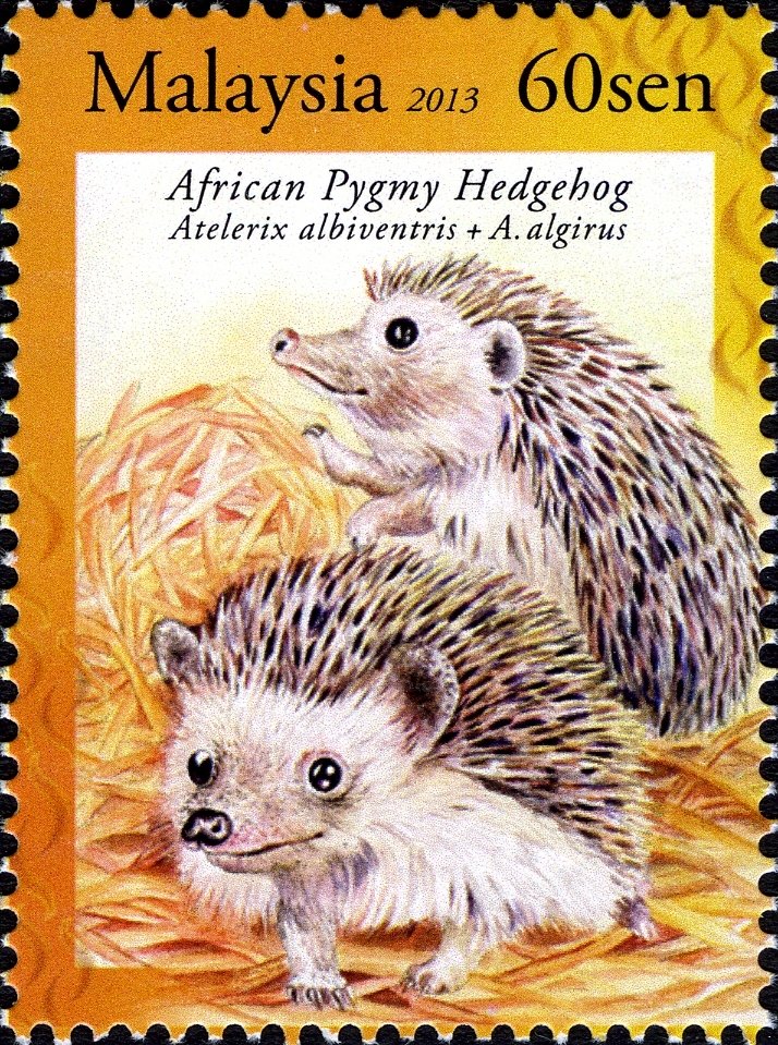 Four-toed Hedgehog (Atelerix albiventris), North African Hed