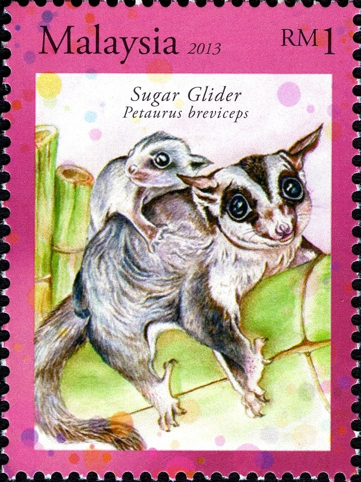 Sugar Glider (Petaurus breviceps)