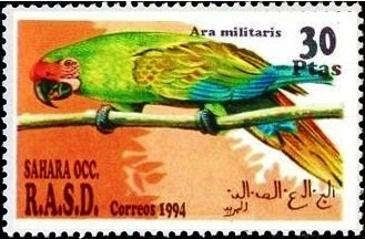 Military Macaw (Ara militaris)