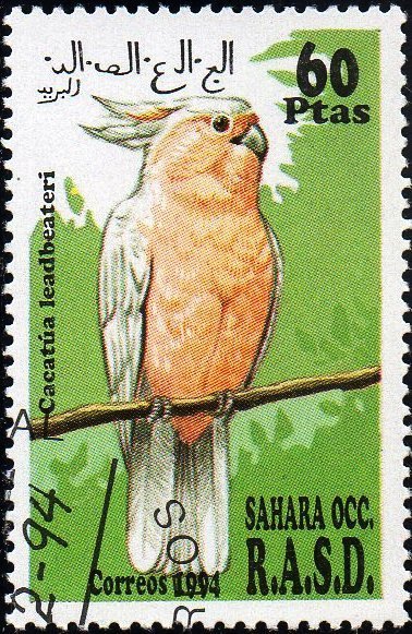 Leadbeater's cockatoo (Cacatua leadbeateri)