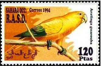 Golden Parakeet (Aratinga guarouba)