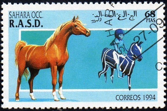 Horse