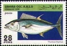 Thunnus thinnus