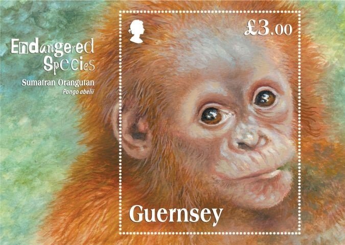 Sumatran Orangutan (Pongo abelii)