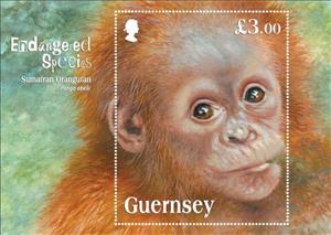 Souvenir Sheet, Sumatran Orangutan (Pongo abelii), Guernsey,  , Animals (Fauna)