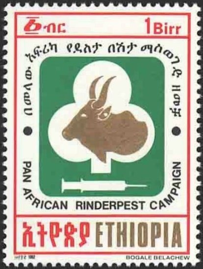 Cattle head