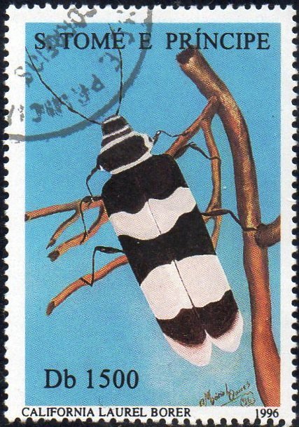 California Laurel Borer (Rosalia funebris)