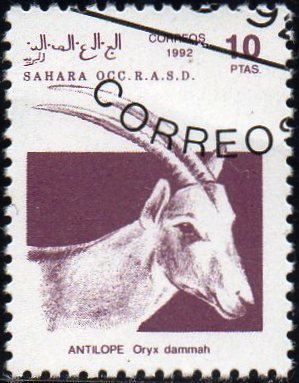 Scimitar Oryx (Oryx dammah)