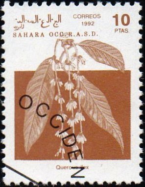 Quercus ilex