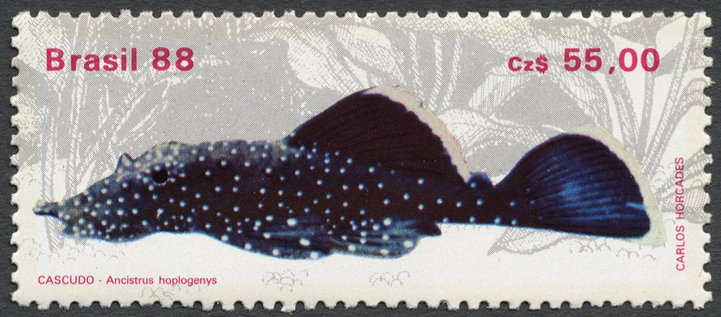 Catfish (Ancistrus heplogenys) 