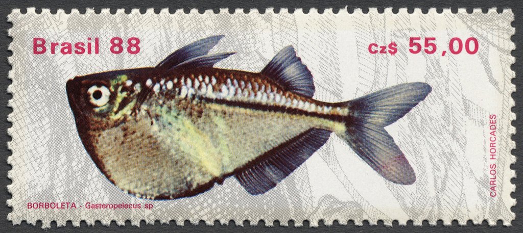 Hatchedfish (Gasteropelecus sp.) 