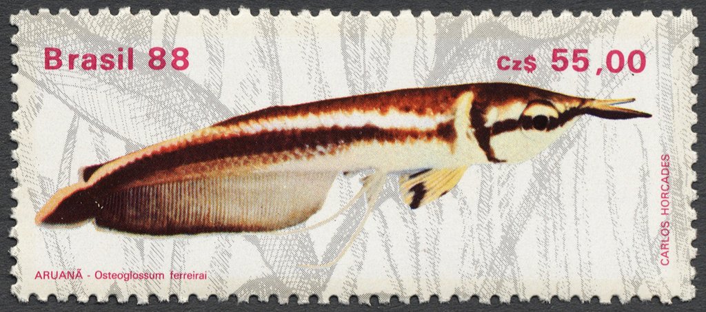 Black Arowana (Osteoglossum ferreirai) 