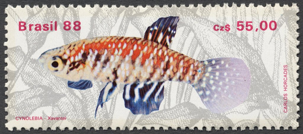 (Cynolebias xavantei) 