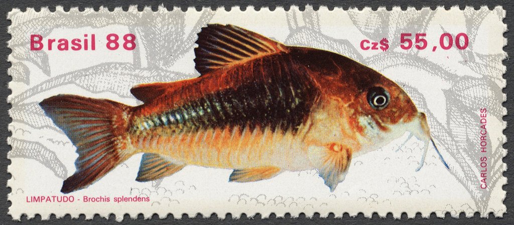 Emerald Green Cory (Brochis splendens) 