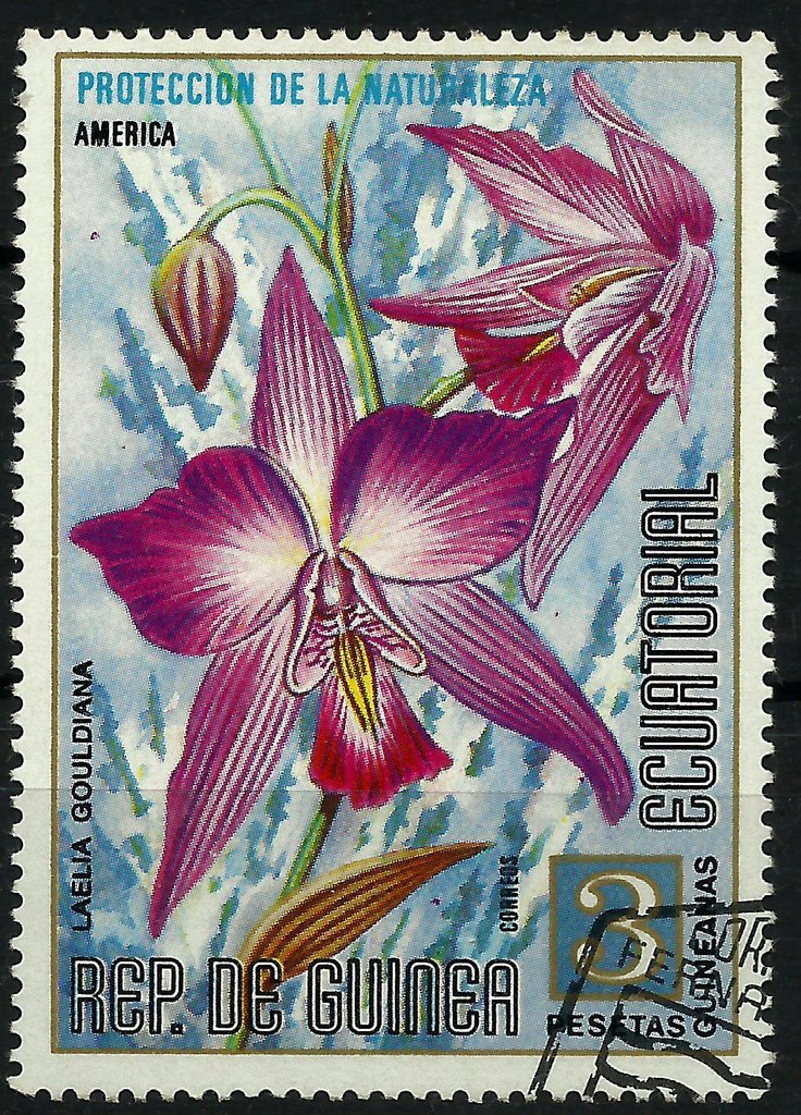 Laelia gouldiana