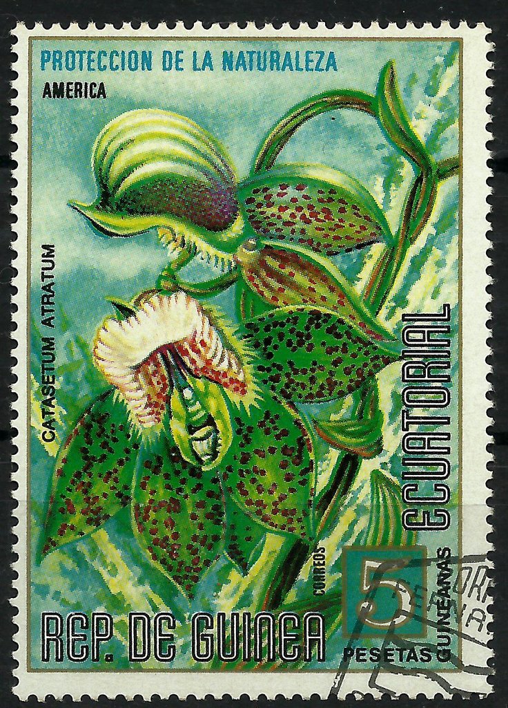 Catasetum atratum