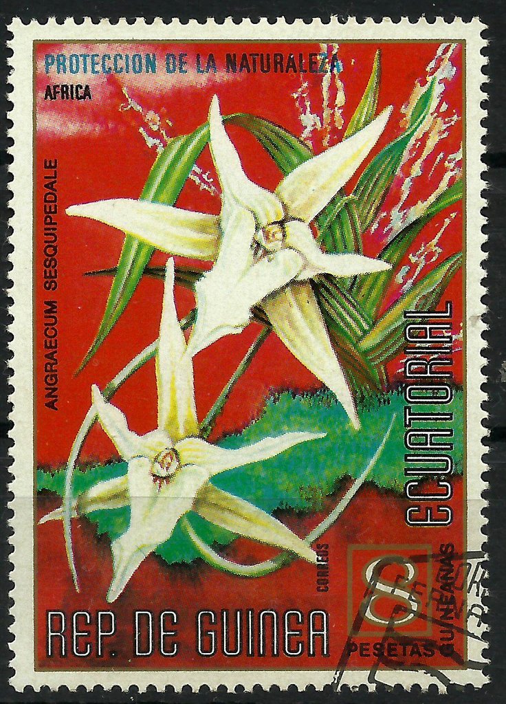 Angraecum sesquipedale
