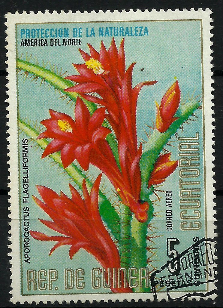 Aporocactus flagelliformis