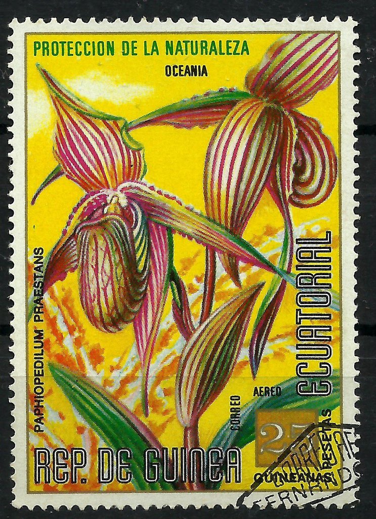 Paphiopedilum praestans