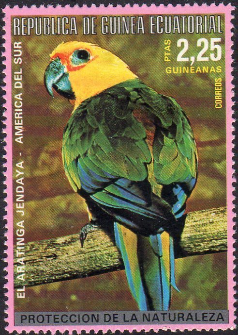 Sun Parakeet (Aratinga solstitialis)
