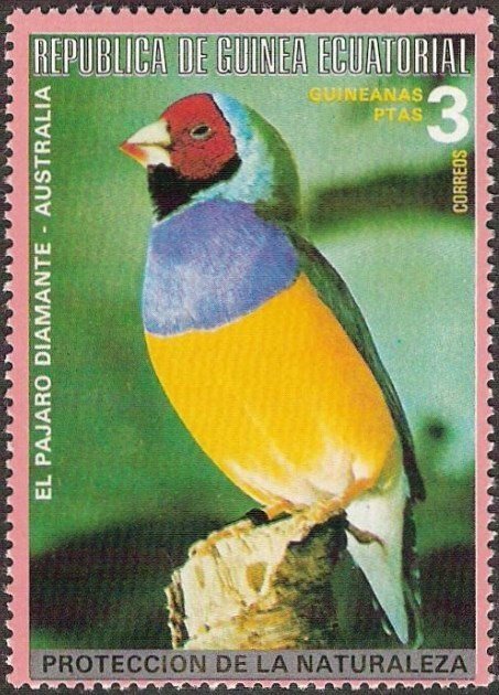 Gouldian Finch (Erythrura gouldiae)