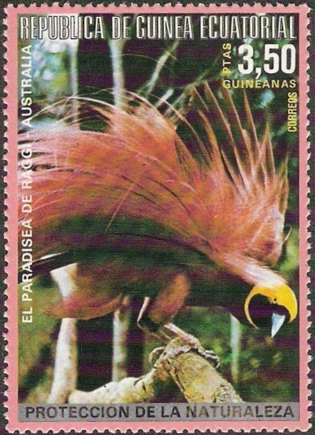 Raggiana Bird-of-paradise (Paradisaea raggiana raggiana)