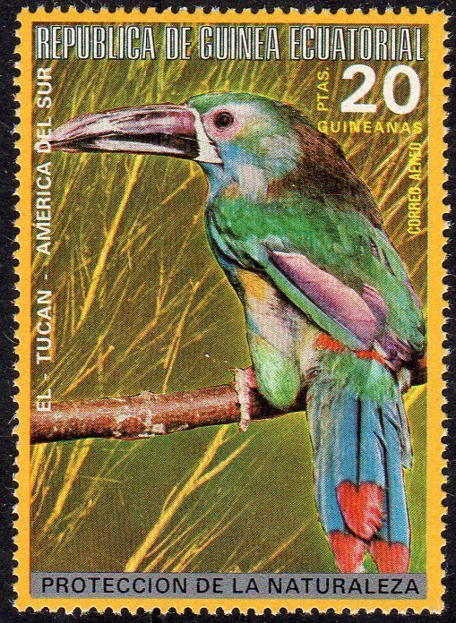 Crimson-rumped Toucanet (Aulacorhynchus haematopygus)