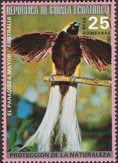 Greater Bird-of-paradise (Paradisaea apoda apoda)